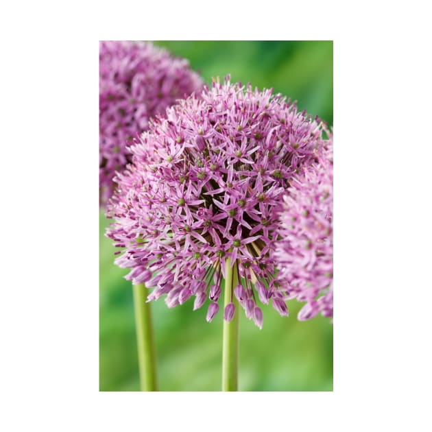 Allium stipitatum  'Mars' by chrisburrows