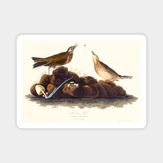 Brown Lark from Birds of America (1827) Magnet by WAITE-SMITH VINTAGE ART