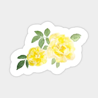 2 yellow roses watercolor Magnet