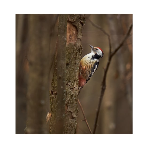 Middle spotted woodpecker on a tree by naturalis