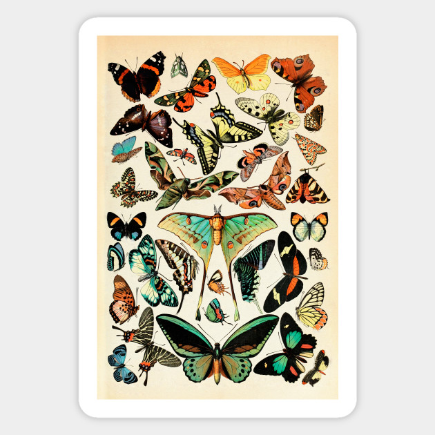 Papillon I Vintage French Butterfly Charts By Adolphe Millot Butterflies Sticker Teepublic