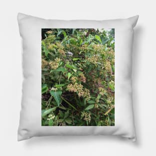 Hummingbird Hawk Moth on Milkweed Pillow