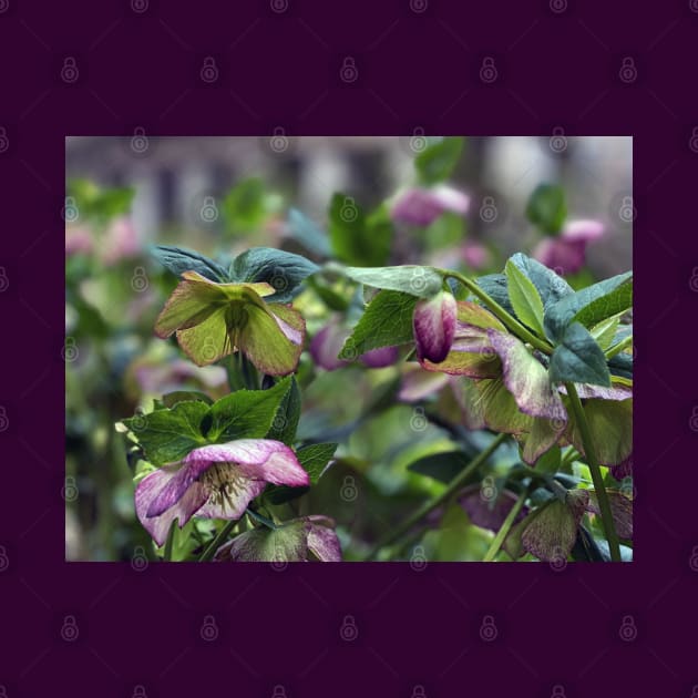 Hellebores by Nicholas Lee