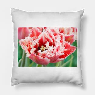 Tulipa  &#39;Brest&#39;   Fringed Group  Tulip Pillow