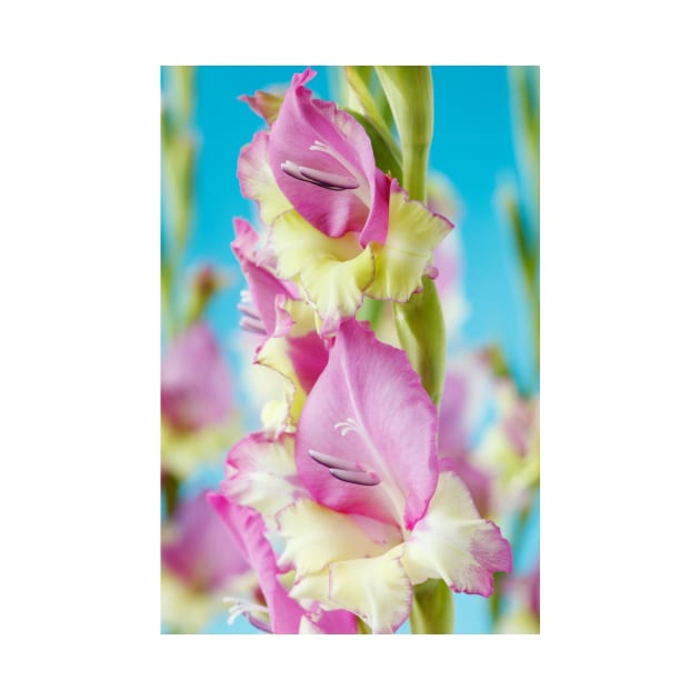 Gladiolus  'Flevo Bambino' by chrisburrows