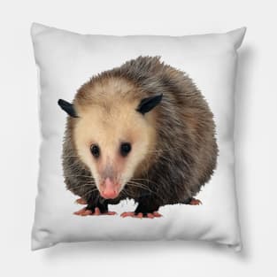 Possum Pillow