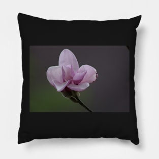 Close up of Pink Magnolia flowers in spring season. Pillow