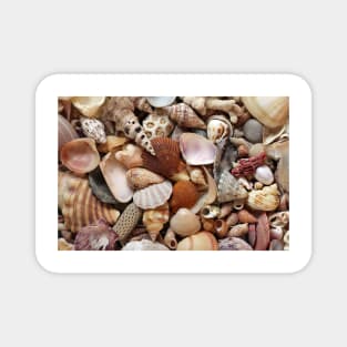 Sea shells and coral Magnet