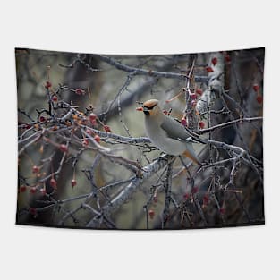 Waxwing feeding. Tapestry