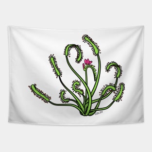 Drosera Capensis with Flower Carnivorous plant Cape Sundew Gift Drawing Tapestry