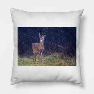 Young Royalty - White-tailed deer Pillow