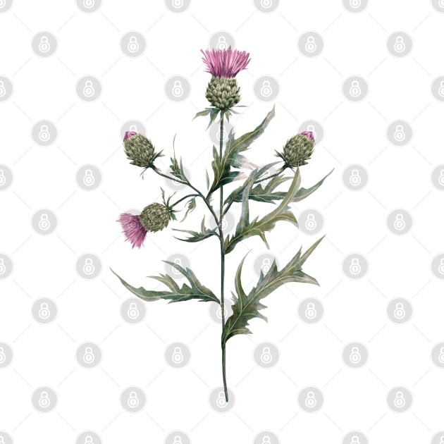 Milk thistle by Sitenkova