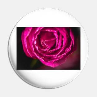 Close-up of pink camellia Pin