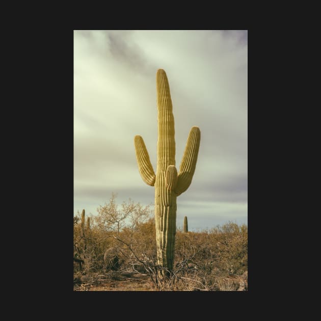 Saguaro by jvnimages