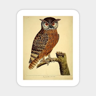 Great Horned Owl Magnet