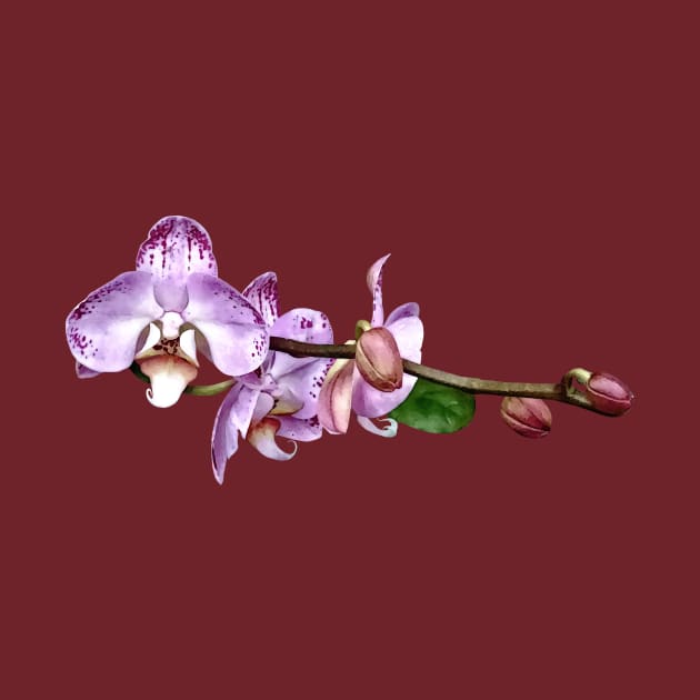 Pale Magenta Phalaenopsis by SusanSavad