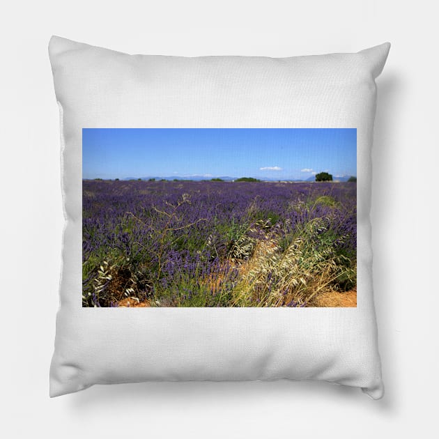 Lavander in Provence Pillow by annalisa56