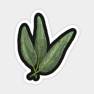 Sage Kitchen Herbs | Aromatic herbs Magnet