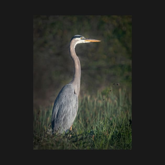 Great Blue Heron Portrait by TonyNorth