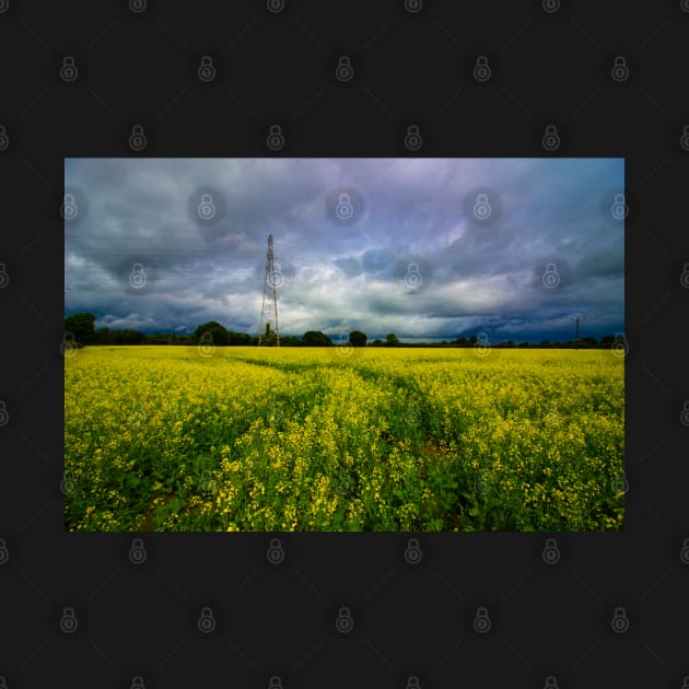 rapeseed storm by outlawalien