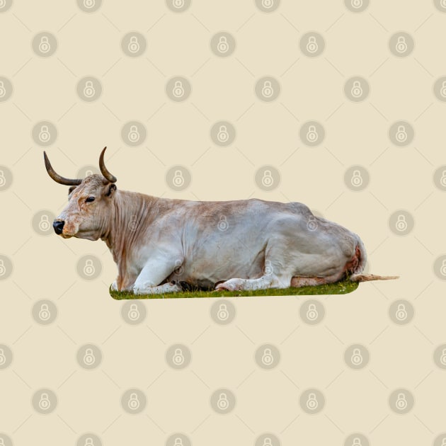 Resting White Park Cow by dalyndigaital2@gmail.com