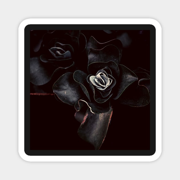 Black Rose Magnet by Nature-Arts