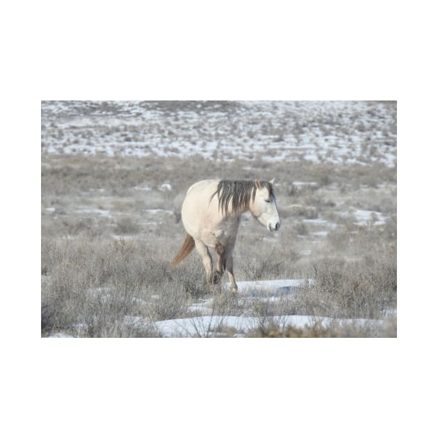 Wild horses, Arizona, nature, wildlife, gifts by sandyo2ly