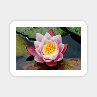 Blooming water lily in summer Magnet