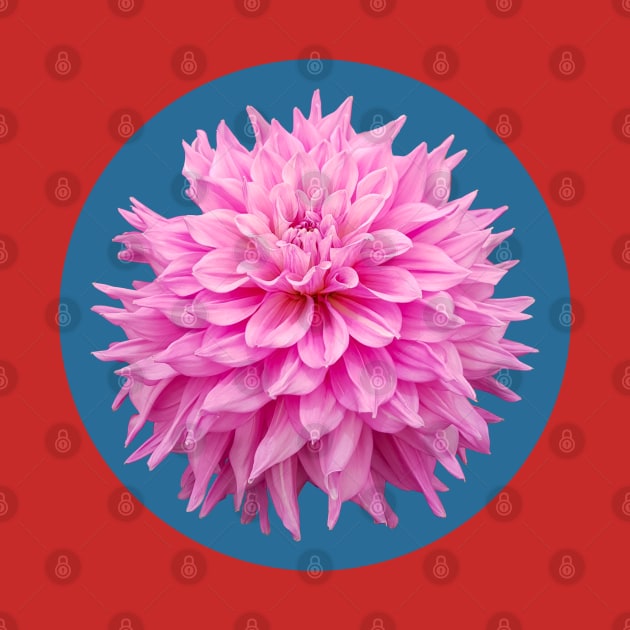 Hot Pink Ball Dahlia Blue Circle Flower by ellenhenryart