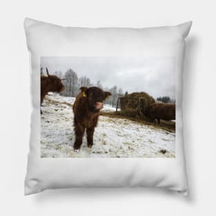 Scottish Highland Cattle Calf 1660 Pillow