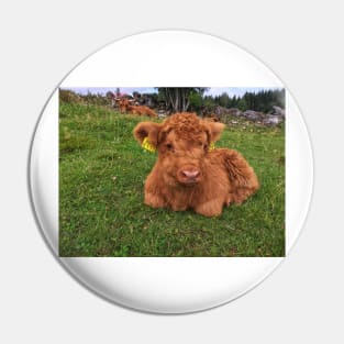 Scottish Highland Cattle Calf 1808 Pin