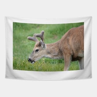 Black-tailed deer Tapestry