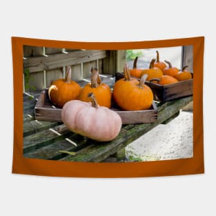 Halloween pumpkins in the potting shed Tapestry