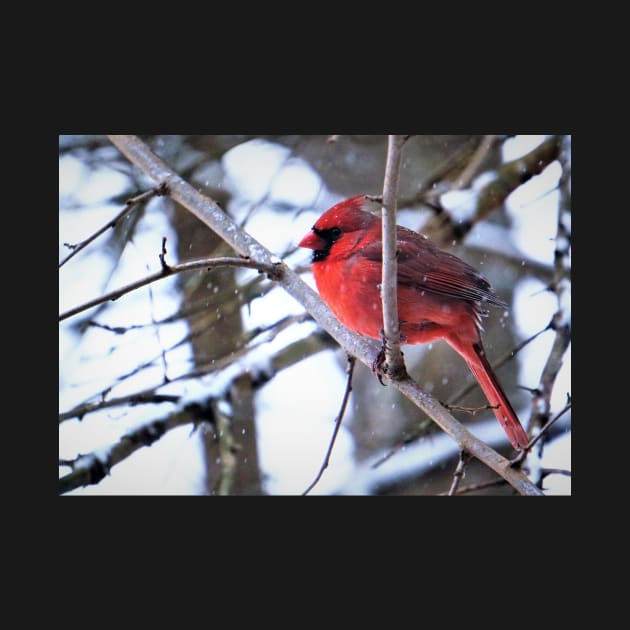 Bright Red Cardinal in the Winter by 1Redbublppasswo