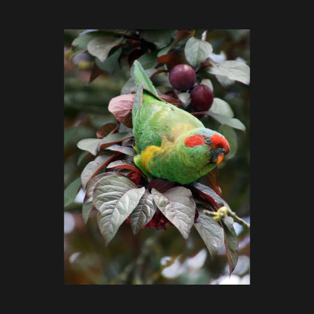 Musk Lorikeet by MagpieSprings