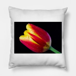 Dew Covered Red And Yellow Tulip Pillow