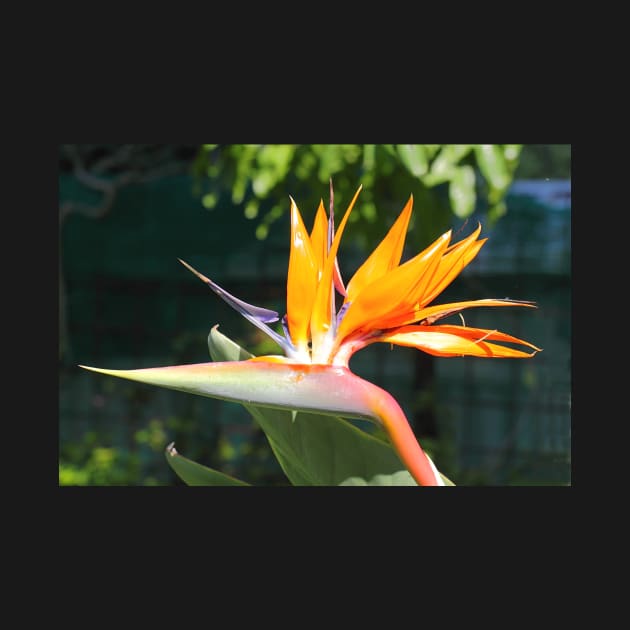 Bird of Paradise or Crane Lily by Carole-Anne