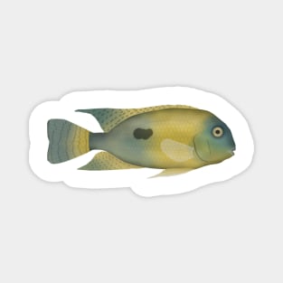 Nicaragua Cichlid Magnet