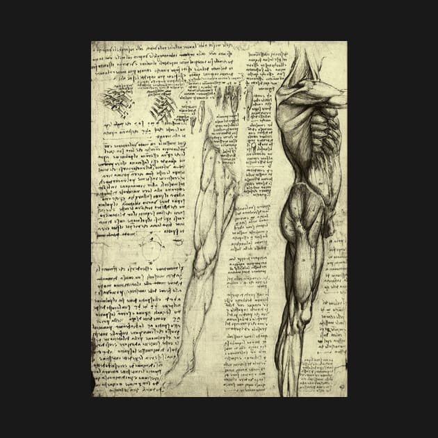 Male Human Anatomy by Leonardo da Vinci by MasterpieceCafe