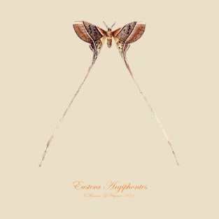 Moth - Eustera Argiphontes, Eudaemonia Argiphontes T-Shirt