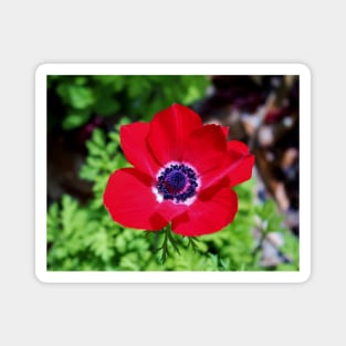 Red Anemone Magnet