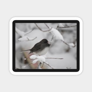 Dark eyed Junco Magnet