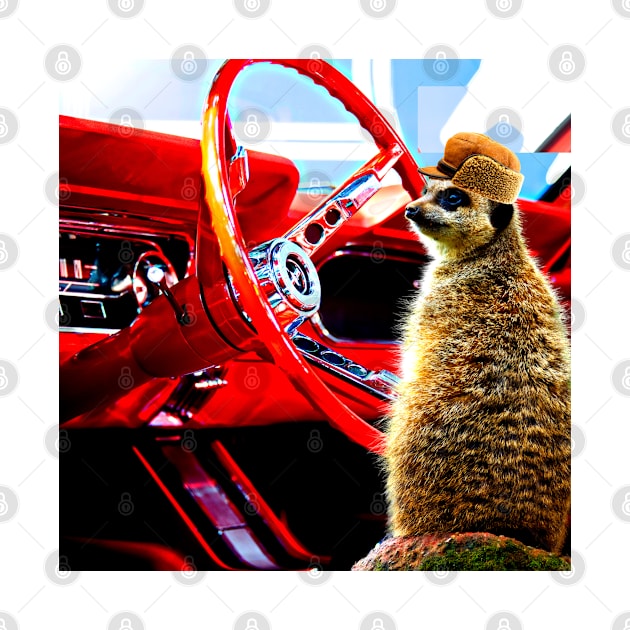 TRAVLIN' MEERKAT by Fat Ralphs Boutique