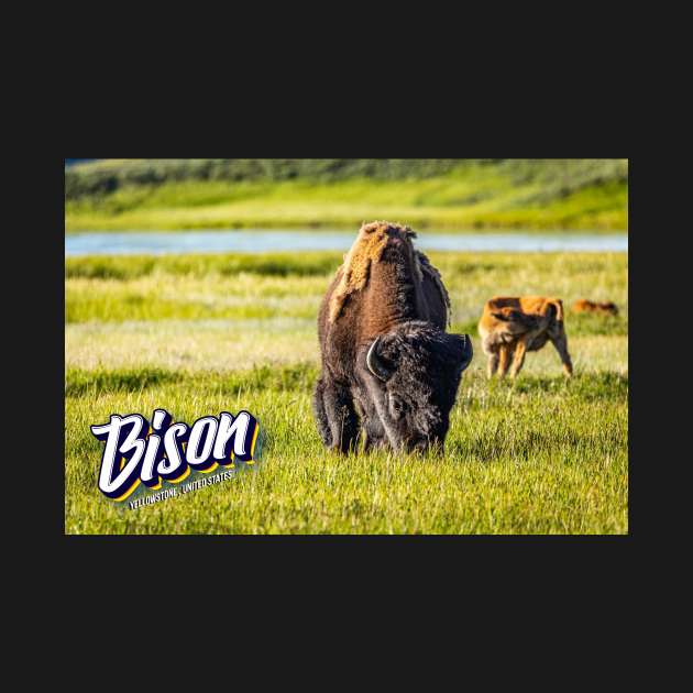 Bison at Yellowstone by Gestalt Imagery