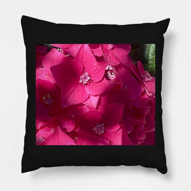 Perfect Pink Hydrangea in the Shadows. Pillow by Photomersion