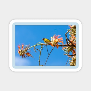 Bananaquit in Aruba Magnet