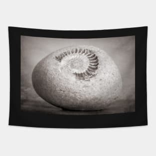 Fossil Tapestry