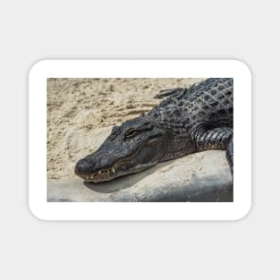 Relaxing Alligator Magnet