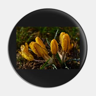 Crocuses Pin