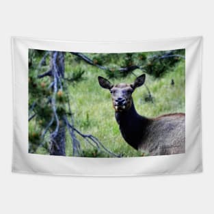 Elk in Rocky Mountain National Park Tapestry